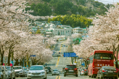 봄을 보다